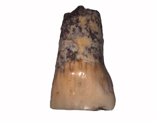 The oldest human tooth in Italy is in Molise