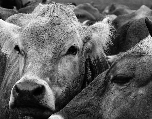 Transhumance 2019: 300 cows traveling from Puglia to Molise