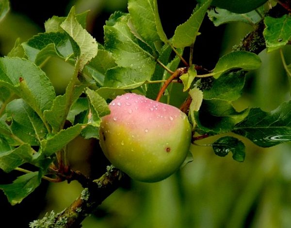 The ancient apples of Molise. It’s a different story