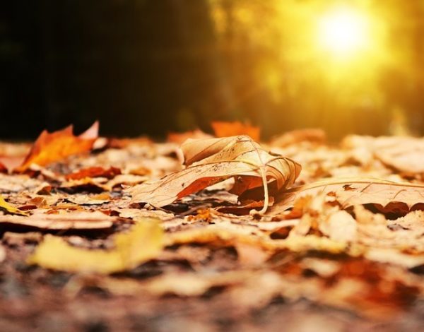 Foliage in Molise