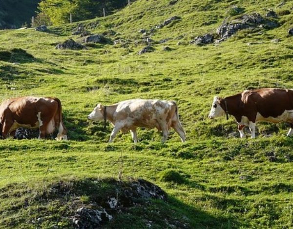 La transumanza diventa Patrimonio UNESCO