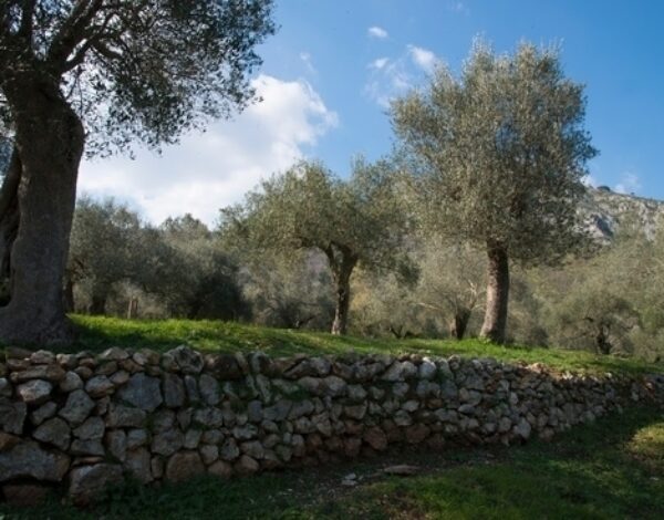 Discover the secrets of Molise oil at the Olive Tree Park of Venafro